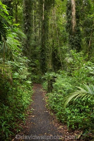 Australasian;Australia;Australian;Central-Eastern-Rainforest-Reserves;Dorrigo-N.P.;Dorrigo-National-Park;Dorrigo-NP;Dorrigo-Rainforest;forest;forests;Gondwana-Rainforests-of-Australia;green;lush;Mid-North-Coast;Mid-North-Coast-NSW;Mid-North-Nsw;Mid-Northern-NSW;N.S.W.;New-South-Wales;NSW;rainforest;rainforests;track;tracks;verdant;walking-track;walking-tracks;Waterfall-Way;Wonga-Track;Wonga-Walk;Wonga-Walk-Track;Wonga-Walking-Track;World-Heritage-Site