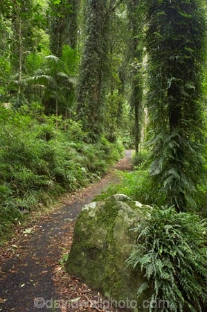 Australasian;Australia;Australian;Central-Eastern-Rainforest-Reserves;Dorrigo-N.P.;Dorrigo-National-Park;Dorrigo-NP;Dorrigo-Rainforest;forest;forests;Gondwana-Rainforests-of-Australia;green;lush;Mid-North-Coast;Mid-North-Coast-NSW;Mid-North-Nsw;Mid-Northern-NSW;N.S.W.;New-South-Wales;NSW;rainforest;rainforests;track;tracks;verdant;walking-track;walking-tracks;Waterfall-Way;Wonga-Track;Wonga-Walk;Wonga-Walk-Track;Wonga-Walking-Track;World-Heritage-Site
