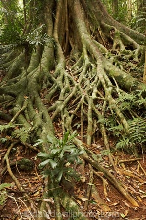 Australasian;Australia;Australian;Central-Eastern-Rainforest-Reserves;Gondwana-Rainforests-of-Australia;Mid-North-Coast;Mid-North-Coast-NSW;Mid-North-Nsw;Mid-Northern-NSW;N.S.W.;New-South-Wales;NSW;Rainforest-Tree-Roots;root;roots;timber;tree;tree-trunk;tree-trunks;trees;trunk;trunks;Wonga-Walk;wood