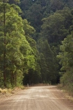 Australasian;Australia;Australian;Boorganna;bush;Comboyne-Rd;Comboyne-Road;countryside;Elands;eucalypt;eucalypts;eucalyptus;Eucalyptus-Trees;eucalytis;forest;forests;gravel-road;gravel-roads;Greater-Taree-Region;gum;gum-tree;gum-trees;gums;metal-road;metal-roads;metalled-road;metalled-roads;Mid-North-Coast;Mid-North-Coast-NSW;Mid-North-Nsw;Mid-Northern-NSW;N.S.W.;New-South-Wales;NSW;road;roads;rural;tree;trees
