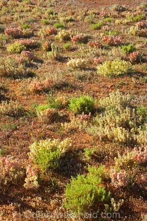 arid;Australasia;Australia;Australian;Australian-Desert;Australian-Deserts;Australian-Outback;back-country;backcountry;backwoods;country;countryside;Desert;deserts;dry;flower;flowers;geographic;geography;N.S.W.;New-South-Wales;NSW;Outback;red-centre;remote;remoteness;rock;rural;sand;wild-flower;wild-flowers;wilderness;wildflower;wildflowers