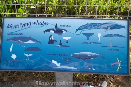 Australasia;Australia;N.S.W.;New-South-Wales;NSW;South-New-South-Wales;Southern-New-South-Wales;Ulladulla;whale-guide;whale-guides;Whale-Identification-Chart