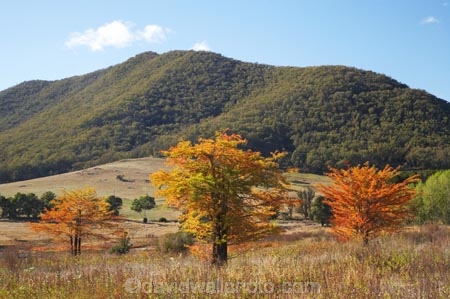 australasia;Australasian;Australia;australian;autuminal;autumn;autumn-colour;autumn-colours;autumnal;color;colors;colour;colours;deciduous;fall;leaf;leaves;N.S.W.;New-South-Wales;NSW;season;seasonal;seasons;Snowy-Mountains;Snowy-Mountains-Drive;South-New-South-Wales;Southern-New-South-Wales;Talbingo;tree;trees