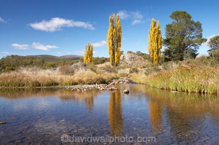 australasia;Australasian;Australia;australian;autuminal;autumn;autumn-colour;autumn-colours;autumnal;brook;brooks;calm;color;colors;colour;colours;creek;creeks;deciduous;fall;flow;Kosciuszko-N.P.;Kosciuszko-National-Park;Kosciuszko-NP;leaf;leaves;N.S.W.;New-South-Wales;NSW;placid;poplar;poplar-tree;poplar-trees;poplars;quiet;reflection;reflections;river;rivers;season;seasonal;seasons;serene;smooth;Snowy-Mountains;Snowy-Mountains-Drive;Snowy-Mountains-Highway;South-New-South-Wales;Southern-New-South-Wales;still;stream;streams;tranquil;tree;trees;water;wet;Yarrangobilly-River;Yarrangobilly-Village