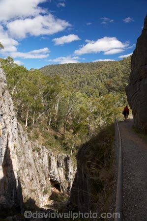 australasia;Australasian;Australia;australian;bush;Kosciuszko-N.P.;Kosciuszko-National-Park;Kosciuszko-NP;N.S.W.;New-South-Wales;NSW;people;person;Snowy-Mountains;Snowy-Mountains-Drive;Snowy-Mountains-Highway;Snowy-Mountains,;South-New-South-Wales;Southern-New-South-Wales;tourism;tourist;tourists;trees;visitior;visitors;walking-track;walking-tracks;Yarrangobilly-Caves