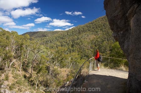 australasia;Australasian;Australia;australian;bush;Kosciuszko-N.P.;Kosciuszko-National-Park;Kosciuszko-NP;N.S.W.;New-South-Wales;NSW;people;person;Snowy-Mountains;Snowy-Mountains-Drive;Snowy-Mountains-Highway;Snowy-Mountains,;South-New-South-Wales;Southern-New-South-Wales;tourism;tourist;tourists;trees;visitior;visitors;walking-track;walking-tracks;Yarrangobilly-Caves