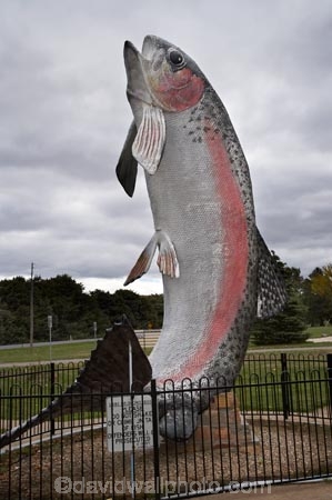 Adaminaby;australasia;Australasian;Australia;australian;big-things;icon;icons;N.S.W.;New-South-Wales;NSW;rainbow-trout;sculpture;sculptures;Snowy-Mountains;Snowy-Mountains-Drive;Snowy-Mountains-Highway;South-New-South-Wales;Southern-New-South-Wales;statue;statues;The-Big-Trout