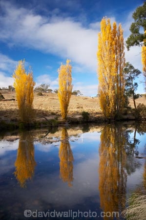 australasia;Australasian;Australia;australian;autuminal;autumn;autumn-colour;autumn-colours;autumnal;brook;brooks;calm;color;colors;colour;colours;creek;creeks;deciduous;fall;flow;Jindabyne;Kosciuszko-N.P.;Kosciuszko-National-Park;Kosciuszko-NP;leaf;leaves;N.S.W.;New-South-Wales;NSW;placid;poplar;poplar-tree;poplar-trees;poplars;quiet;reflection;reflections;river;rivers;season;seasonal;seasons;serene;smooth;Snowy-Mountains;Snowy-Mountains-Drive;South-New-South-Wales;Southern-New-South-Wales;still;stream;streams;Thredbo-River;tranquil;tree;trees;water;wet