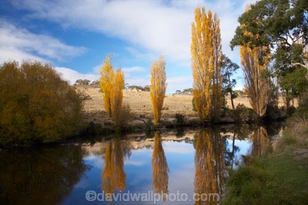 australasia;Australasian;Australia;australian;autuminal;autumn;autumn-colour;autumn-colours;autumnal;brook;brooks;calm;color;colors;colour;colours;creek;creeks;deciduous;fall;flow;Jindabyne;Kosciuszko-N.P.;Kosciuszko-National-Park;Kosciuszko-NP;leaf;leaves;N.S.W.;New-South-Wales;NSW;placid;poplar;poplar-tree;poplar-trees;poplars;quiet;reflection;reflections;river;rivers;season;seasonal;seasons;serene;smooth;Snowy-Mountains;Snowy-Mountains-Drive;South-New-South-Wales;Southern-New-South-Wales;still;stream;streams;Thredbo-River;tranquil;tree;trees;water;wet