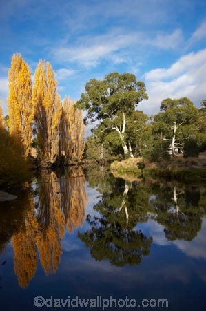 australasia;Australasian;Australia;australian;autuminal;autumn;autumn-colour;autumn-colours;autumnal;brook;brooks;calm;color;colors;colour;colours;creek;creeks;deciduous;fall;flow;Jindabyne;Kosciuszko-N.P.;Kosciuszko-National-Park;Kosciuszko-NP;leaf;leaves;N.S.W.;New-South-Wales;NSW;placid;poplar;poplar-tree;poplar-trees;poplars;quiet;reflection;reflections;river;rivers;season;seasonal;seasons;serene;smooth;Snowy-Mountains;Snowy-Mountains-Drive;South-New-South-Wales;Southern-New-South-Wales;still;stream;streams;Thredbo-River;tranquil;tree;trees;water;wet