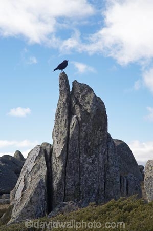 alpine;Australia;bird-birds;geological;geology;Kosciuszko-N.P.;Kosciuszko-National-Park;Kosciuszko-NP;Kosciuszko-Walk;mountains;N.S.W.;New-South-Wales;NSW;Rams-Head-Range;raven;ravens;rock;rock-formation;rock-formations;rock-outcrop;rock-outcrops;rock-tor;rock-torr;rock-torrs;rock-tors;rocks;rook;rooks;Snowy-Mountains;Snowy-Mountains-Drive;South-New-South-Wales;Southern-New-South-Wales;stone