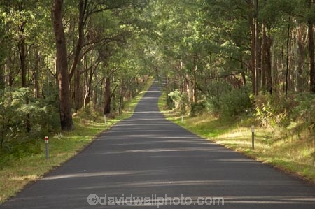 Alpine-Way;Australia;avenue;driving;eucalypt;eucalypts;eucalyptus;eucalytis;gum;gum-tree;gum-trees;gums;highway;highways;Kosciuszko-N.P.;Kosciuszko-National-Park;Kosciuszko-NP;N.S.W.;New-South-Wales;NSW;open-road;open-roads;road;road-trip;roads;Snowy-Mountains;Snowy-Mountains-Drive;South-New-South-Wales;Southern-New-South-Wales;straight;transport;transportation;travel;traveling;travelling;tree;trees;trip