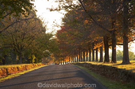 Alpine-Way;Australia;autuminal;autumn;autumn-colour;autumn-colours;autumnal;avenue;avenues;color;colors;colour;colours;deciduous;fall;Khancoban;leaf;leaves;N.S.W.;New-South-Wales;NSW;oak;oak-tree;oak-trees;oaks;road;roads;season;seasonal;seasons;Snowy-Mountains;Snowy-Mountains-Drive;South-New-South-Wales;Southern-New-South-Wales;tree;trees