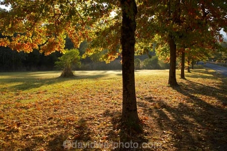 Alpine-Way;Australia;autuminal;autumn;autumn-colour;autumn-colours;autumnal;color;colors;colour;colours;deciduous;fall;Khancoban;leaf;leaves;N.S.W.;New-South-Wales;NSW;oak;oak-tree;oak-trees;oaks;season;seasonal;seasons;Snowy-Mountains;Snowy-Mountains-Drive;South-New-South-Wales;Southern-New-South-Wales;tree;trees