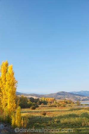 Alpine-Way;Australia;autuminal;autumn;autumn-colour;autumn-colours;autumnal;color;colors;colour;colours;deciduous;fall;Khancoban;leaf;leaves;N.S.W.;New-South-Wales;NSW;poplar;poplar-tree;poplar-trees;poplars;season;seasonal;seasons;Snowy-Mountains;Snowy-Mountains-Drive;South-New-South-Wales;Southern-New-South-Wales;tree;trees