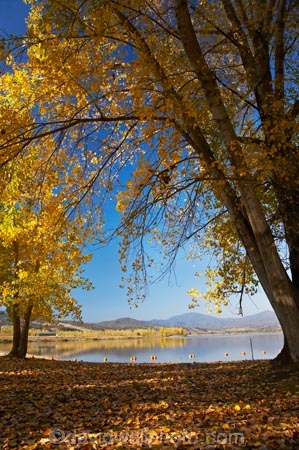 Alpine-Way;Australia;autuminal;autumn;autumn-colour;autumn-colours;autumnal;color;colors;colour;colours;dam;dams;deciduous;fall;Khancoban;Khancoban-Dam;Khancoban-Pondage;Khancoban-Reservoir;lake;lakes;leaf;leaves;N.S.W.;New-South-Wales;NSW;Picnic-Area;picnic-areas;pondage;reservoir;reservoirs;season;seasonal;seasons;Snowy-Mountains;Snowy-Mountains-Drive;South-New-South-Wales;Southern-New-South-Wales;tree;trees