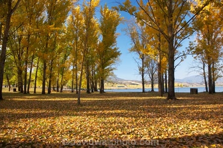 Alpine-Way;Australia;autuminal;autumn;autumn-colour;autumn-colours;autumn-leaves;autumnal;color;colors;colour;colours;deciduous;fall;fallen-leaves;leaf;leaves;N.S.W.;New-South-Wales;NSW;picnic-area;picnic-areas;season;seasonal;seasons;Snowy-Mountains;Snowy-Mountains-Drive;South-New-South-Wales;Southern-New-South-Wales;tree;trees;yellow