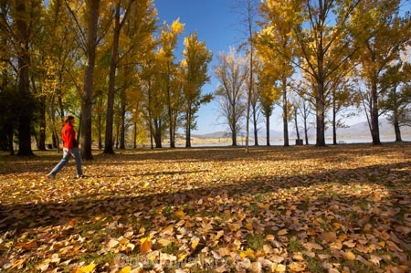 Alpine-Way;Australia;autuminal;autumn;autumn-colour;autumn-colours;autumn-leaves;autumnal;color;colors;colour;colours;deciduous;fall;fallen-leaves;female;leaf;leaves;N.S.W.;New-South-Wales;NSW;people;person;picnic-area;picnic-areas;season;seasonal;seasons;Snowy-Mountains;Snowy-Mountains-Drive;South-New-South-Wales;Southern-New-South-Wales;tree;trees;woman;women;yellow
