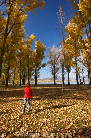 Alpine-Way;Australia;autuminal;autumn;autumn-colour;autumn-colours;autumn-leaves;autumnal;color;colors;colour;colours;deciduous;fall;fallen-leaves;female;leaf;leaves;N.S.W.;New-South-Wales;NSW;people;person;picnic-area;picnic-areas;season;seasonal;seasons;Snowy-Mountains;Snowy-Mountains-Drive;South-New-South-Wales;Southern-New-South-Wales;tree;trees;woman;women;yellow