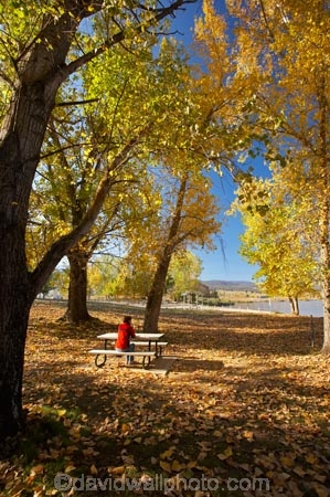 Alpine-Way;Australia;autuminal;autumn;autumn-colour;autumn-colours;autumn-leaves;autumnal;color;colors;colour;colours;deciduous;fall;fallen-leaves;female;leaf;leaves;N.S.W.;New-South-Wales;NSW;people;person;picnic-area;picnic-areas;season;seasonal;seasons;Snowy-Mountains;Snowy-Mountains-Drive;South-New-South-Wales;Southern-New-South-Wales;tree;trees;woman;women;yellow