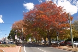 Australasia;Australia;autuminal;autumn;autumn-colour;autumn-colours;autumnal;Bowral;color;colors;colour;colours;deciduous;fall;leaf;leaves;N.S.W.;New-South-Wales;NSW;oak;oak-tree;oak-trees;oaks;red;season;seasonal;seasons;South-New-South-Wales;Southern-Highlands;Southern-New-South-Wales;tree;trees