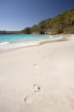 A.C.T.;ACT;Australasia;Australia;Australian-Capital-Territory;beach;beaches;Booderee-N.P.;Booderee-National-Park;Booderee-NP;coast;coastal;coastline;foot-print;foot-prints;footmark;footprint;footprints;Jervis-Bay;Jervis-Bay-Territory;Murrays-Beach;Murrays-Beach;N.S.W.;New-South-Wales;NSW;ocean;oceans;sand;sandy;sea;seas;shore;shoreline;South-New-South-Wales;Southern-New-South-Wales;toe-print;toe-prints
