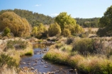 australasia;Australasian;Australia;australian;autuminal;autumn;autumn-colour;autumn-colours;autumnal;brook;brooks;color;colors;colour;colours;creek;creeks;deciduous;fall;flow;Kosciuszko-N.P.;Kosciuszko-National-Park;Kosciuszko-NP;leaf;leaves;N.S.W.;New-South-Wales;NSW;poplar;poplar-tree;poplar-trees;poplars;river;rivers;season;seasonal;seasons;Snowy-Mountains;Snowy-Mountains-Drive;Snowy-Mountains-Highway;South-New-South-Wales;Southern-New-South-Wales;stream;streams;tree;trees;water;wet;Yarrangobilly-River;Yarrangobilly-Village
