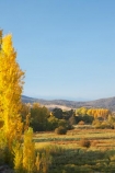 Alpine-Way;Australia;autuminal;autumn;autumn-colour;autumn-colours;autumnal;color;colors;colour;colours;deciduous;fall;Khancoban;leaf;leaves;N.S.W.;New-South-Wales;NSW;poplar;poplar-tree;poplar-trees;poplars;season;seasonal;seasons;Snowy-Mountains;Snowy-Mountains-Drive;South-New-South-Wales;Southern-New-South-Wales;tree;trees