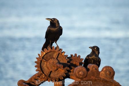 Animal;animals;Australasian;Australia;Australian;Australian-Raven;Australian-Ravens;avian;Beak;Bird;bird-watching;bird_watching;birds;black;cog;cogs;Corvus-coronoides;crow;crows;eco-tourism;eco_tourism;ecotourism;Fauna;Feather;Foreshore;gear;gears;N.S.W.;Natural;Nature;New-South-Wales;Newcastle;Newcastle-Harbor;Newcastle-Harbour;NSW;old-machinery;Ornithology;raven;ravens;rook;rooks;rusty-wheel;Rusty-Winch;wild;Wildlife