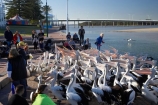 Australasian;Australia;Australian;Australian-Pelican;Australian-Pelicans;crowd;flock;flocks;group;lots;many;N.S.W.;New-South-Wales;NSW;The-Entrance