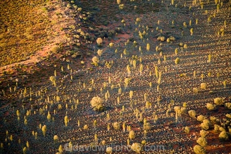 aerial;aerial-photo;aerial-photography;aerial-photos;aerial-view;aerial-views;aerials;Allocasuarina-decaisneana;arid;Australasia;Australia;Australian;Australian-Desert;Australian-Deserts;camel;camel-safari;camel-safaris;camels;desert;Desert-Oak;Desert-Oaks;deserts;Kurkara;N.T.;Northern-Territory;NT;red-centre;safari;tourism;tourist;tourists;Yulara