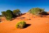 Anugu;arid;Australasia;Australia;Australian;Australian-Desert;Australian-Deserts;back-country;backcountry;Desert;Deserts;dune;dunes;flower;flowers;N.T.;National-Park;National-Parks;Northern-Territory;NT;Outback;red-centre;sand;sand-dune;sand-dunes;sand-hill;sand-hills;sand_dune;sand_dunes;sand_hill;sand_hills;sanddune;sanddunes;sandhill;sandhills;sandy;The-Outback;Uluru-_-Kata-Tjuta-National-Park;Uluru-_-Kata-Tjuta-World-Heritage-Area;UNESCO;Unesco-world-heritage-area;wildflower;wildflowers;World-Heritage-Area;World-Heritage-Areas