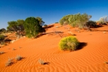 Anugu;arid;Australasia;Australia;Australian;Australian-Desert;Australian-Deserts;back-country;backcountry;Desert;Deserts;dune;dunes;flower;flowers;N.T.;National-Park;National-Parks;Northern-Territory;NT;Outback;red-centre;sand;sand-dune;sand-dunes;sand-hill;sand-hills;sand_dune;sand_dunes;sand_hill;sand_hills;sanddune;sanddunes;sandhill;sandhills;sandy;The-Outback;Uluru-_-Kata-Tjuta-National-Park;Uluru-_-Kata-Tjuta-World-Heritage-Area;UNESCO;Unesco-world-heritage-area;wildflower;wildflowers;World-Heritage-Area;World-Heritage-Areas