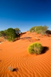 Anugu;arid;Australasia;Australia;Australian;Australian-Desert;Australian-Deserts;back-country;backcountry;Desert;Deserts;dune;dunes;flower;flowers;N.T.;National-Park;National-Parks;Northern-Territory;NT;Outback;red-centre;sand;sand-dune;sand-dunes;sand-hill;sand-hills;sand_dune;sand_dunes;sand_hill;sand_hills;sanddune;sanddunes;sandhill;sandhills;sandy;The-Outback;Uluru-_-Kata-Tjuta-National-Park;Uluru-_-Kata-Tjuta-World-Heritage-Area;UNESCO;Unesco-world-heritage-area;wildflower;wildflowers;World-Heritage-Area;World-Heritage-Areas
