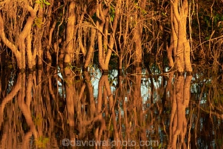 Australia;Australian;billabong;billabongs;calm;flood-plain;flood-plains;floodplain;floodplains;Gagadju;Gagudju-Dreaming;Kakadu;Kakadu-billabong;Kakadu-billabongs;Kakadu-flood-plain;Kakadu-flood-plains;Kakadu-floodplain;Kakadu-floodplains;Kakadu-N.P.;Kakadu-National-Park;Kakadu-NP;Kakadu-wetland;Kakadu-wetlands;N.T.;national-parks;Northern-Territory;NT;placid;quiet;reflection;reflections;serene;smooth;still;Top-End;tranquil;tree;trees;UN-world-heritage-area;UN-world-heritage-site;UNESCO-World-Heritage-area;UNESCO-World-Heritage-Site;united-nations-world-heritage-area;united-nations-world-heritage-site;water;wetland;wetlands;wildlife;world-heritage;world-heritage-area;world-heritage-areas;World-Heritage-Park;World-Heritage-site;World-Heritage-Sites;Yellow-Water;Yellow-Water-Billabong;Yellow-Water-Wetland;Yellow-Water-Wetlands