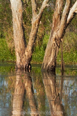 Australia;Australian;billabong;billabongs;calm;flood-plain;flood-plains;floodplain;floodplains;Gagadju;Gagudju-Dreaming;Kakadu;Kakadu-billabong;Kakadu-billabongs;Kakadu-flood-plain;Kakadu-flood-plains;Kakadu-floodplain;Kakadu-floodplains;Kakadu-N.P.;Kakadu-National-Park;Kakadu-NP;Kakadu-wetland;Kakadu-wetlands;N.T.;national-parks;Northern-Territory;NT;placid;quiet;reflection;reflections;serene;smooth;still;Top-End;tranquil;tree;trees;UN-world-heritage-area;UN-world-heritage-site;UNESCO-World-Heritage-area;UNESCO-World-Heritage-Site;united-nations-world-heritage-area;united-nations-world-heritage-site;water;wetland;wetlands;wilderness;wilderness-area;wilderness-areas;world-heritage;world-heritage-area;world-heritage-areas;World-Heritage-Park;World-Heritage-site;World-Heritage-Sites;Yellow-Water;Yellow-Water-Billabong;Yellow-Water-Wetland;Yellow-Water-Wetlands