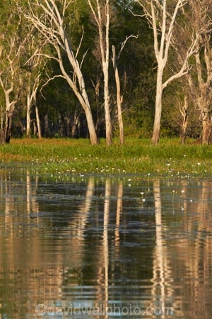 Australia;Australian;billabong;billabongs;calm;flood-plain;flood-plains;floodplain;floodplains;Gagadju;Gagudju-Dreaming;Kakadu;Kakadu-billabong;Kakadu-billabongs;Kakadu-flood-plain;Kakadu-flood-plains;Kakadu-floodplain;Kakadu-floodplains;Kakadu-N.P.;Kakadu-National-Park;Kakadu-NP;Kakadu-wetland;Kakadu-wetlands;N.T.;national-parks;Northern-Territory;NT;placid;quiet;reflection;reflections;serene;smooth;still;Top-End;tranquil;tree;trees;UN-world-heritage-area;UN-world-heritage-site;UNESCO-World-Heritage-area;UNESCO-World-Heritage-Site;united-nations-world-heritage-area;united-nations-world-heritage-site;water;wetland;wetlands;wilderness;wilderness-area;wilderness-areas;world-heritage;world-heritage-area;world-heritage-areas;World-Heritage-Park;World-Heritage-site;World-Heritage-Sites;Yellow-Water;Yellow-Water-Billabong;Yellow-Water-Wetland;Yellow-Water-Wetlands