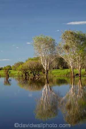 Australia;Australian;billabong;billabongs;calm;flood-plain;flood-plains;floodplain;floodplains;Gagadju;Gagudju-Dreaming;Kakadu;Kakadu-billabong;Kakadu-billabongs;Kakadu-flood-plain;Kakadu-flood-plains;Kakadu-floodplain;Kakadu-floodplains;Kakadu-N.P.;Kakadu-National-Park;Kakadu-NP;Kakadu-wetland;Kakadu-wetlands;N.T.;Northern-Territory;NT;placid;quiet;reflection;reflections;serene;smooth;still;Top-End;tranquil;tree;trees;UN-world-heritage-area;UN-world-heritage-site;UNESCO-World-Heritage-area;UNESCO-World-Heritage-Site;united-nations-world-heritage-area;united-nations-world-heritage-site;water;wetland;wetlands;world-heritage;world-heritage-area;world-heritage-areas;World-Heritage-Park;World-Heritage-site;World-Heritage-Sites;Yellow-Water;Yellow-Water-Billabong;Yellow-Water-Wetland;Yellow-Water-Wetlands