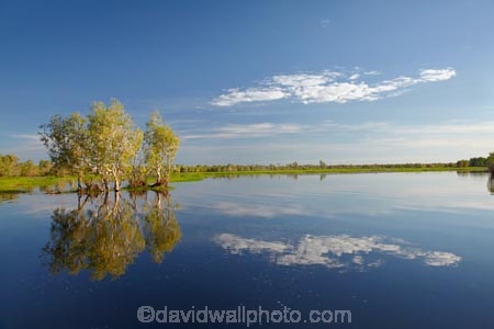 Australia;Australian;billabong;billabongs;calm;flood-plain;flood-plains;floodplain;floodplains;Gagadju;Gagudju-Dreaming;Kakadu;Kakadu-billabong;Kakadu-billabongs;Kakadu-flood-plain;Kakadu-flood-plains;Kakadu-floodplain;Kakadu-floodplains;Kakadu-N.P.;Kakadu-National-Park;Kakadu-NP;Kakadu-wetland;Kakadu-wetlands;N.T.;Northern-Territory;NT;placid;quiet;reflection;reflections;serene;smooth;still;Top-End;tranquil;tree;trees;UN-world-heritage-area;UN-world-heritage-site;UNESCO-World-Heritage-area;UNESCO-World-Heritage-Site;united-nations-world-heritage-area;united-nations-world-heritage-site;water;wetland;wetlands;wilderness;wilderness-area;wilderness-areas;world-heritage;world-heritage-area;world-heritage-areas;World-Heritage-Park;World-Heritage-site;World-Heritage-Sites;Yellow-Water;Yellow-Water-Billabong;Yellow-Water-Wetland;Yellow-Water-Wetlands