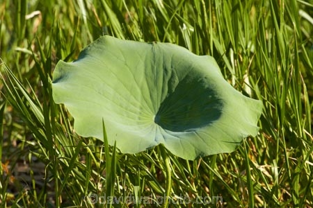 Australia;Australian;billabong;billabongs;flood-plain;flood-plains;floodplain;floodplains;Gagadju;Kakadu;Kakadu-billabong;Kakadu-billabongs;Kakadu-flood-plain;Kakadu-flood-plains;Kakadu-floodplain;Kakadu-floodplains;Kakadu-N.P.;Kakadu-National-Park;Kakadu-NP;Kakadu-wetland;Kakadu-wetlands;leaf;leaves;lily-pad;lily-pads;N.T.;national-parks;Northern-Territory;NT;Top-End;UN-world-heritage-area;UN-world-heritage-site;UNESCO-World-Heritage-area;UNESCO-World-Heritage-Site;united-nations-world-heritage-area;united-nations-world-heritage-site;water-lilies;water-lily;wetland;wetlands;world-heritage;world-heritage-area;world-heritage-areas;World-Heritage-Park;World-Heritage-site;World-Heritage-Sites;Yellow-Water;Yellow-Water-Billabong;Yellow-Water-Wetland;Yellow-Water-Wetlands