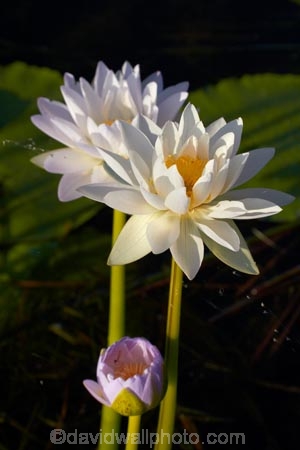 Australia;Australian;Barradjungga;billabong;billabongs;Blue-Lily;flood-plain;flood-plains;floodplain;floodplains;flower;flowers;Gagadju;Kakadu;Kakadu-N.P.;Kakadu-National-Park;Kakadu-NP;lilies;lily;N.T.;national-parks;Northern-Territory;NT;Nymphea-violacea;Top-End;UN-world-heritage-area;UN-world-heritage-site;UNESCO-World-Heritage-area;UNESCO-World-Heritage-Site;united-nations-world-heritage-area;united-nations-world-heritage-site;water-lilies;water-lily;wetland;wetlands;world-heritage;world-heritage-area;world-heritage-areas;World-Heritage-Park;World-Heritage-site;World-Heritage-Sites;Yellow-Water;Yellow-Water-Billabong;Yellow-Water-Wetland;Yellow-Water-Wetlands