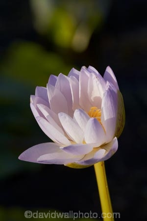 Australia;Australian;Barradjungga;billabong;billabongs;Blue-Lily;flood-plain;flood-plains;floodplain;floodplains;flower;flowers;Gagadju;Kakadu;Kakadu-N.P.;Kakadu-National-Park;Kakadu-NP;lilies;lily;N.T.;national-parks;Northern-Territory;NT;Nymphea-violacea;Top-End;UN-world-heritage-area;UN-world-heritage-site;UNESCO-World-Heritage-area;UNESCO-World-Heritage-Site;united-nations-world-heritage-area;united-nations-world-heritage-site;water-lilies;water-lily;wetland;wetlands;world-heritage;world-heritage-area;world-heritage-areas;World-Heritage-Park;World-Heritage-site;World-Heritage-Sites;Yellow-Water;Yellow-Water-Billabong;Yellow-Water-Wetland;Yellow-Water-Wetlands