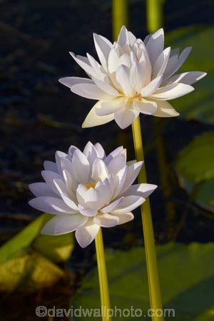 Australia;Australian;Barradjungga;billabong;billabongs;Blue-Lily;flood-plain;flood-plains;floodplain;floodplains;flower;flowers;Gagadju;Kakadu;Kakadu-N.P.;Kakadu-National-Park;Kakadu-NP;lilies;lily;N.T.;national-parks;Northern-Territory;NT;Nymphea-violacea;Top-End;UN-world-heritage-area;UN-world-heritage-site;UNESCO-World-Heritage-area;UNESCO-World-Heritage-Site;united-nations-world-heritage-area;united-nations-world-heritage-site;water-lilies;water-lily;wetland;wetlands;world-heritage;world-heritage-area;world-heritage-areas;World-Heritage-Park;World-Heritage-site;World-Heritage-Sites;Yellow-Water;Yellow-Water-Billabong;Yellow-Water-Wetland;Yellow-Water-Wetlands