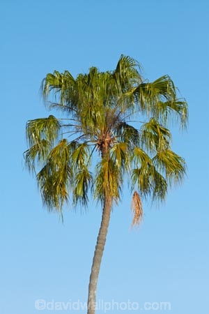 Australia;Australian;Gagadju;Kakadu;Kakadu-N.P.;Kakadu-National-Park;Kakadu-NP;N.T.;national-parks;Northern-Territory;NT;palm;palm-tree;palm-trees;palms;Top-End;UN-world-heritage-area;UN-world-heritage-site;UNESCO-World-Heritage-area;UNESCO-World-Heritage-Site;united-nations-world-heritage-area;united-nations-world-heritage-site;world-heritage;world-heritage-area;world-heritage-areas;World-Heritage-Park;World-Heritage-site;World-Heritage-Sites;Yellow-Water;Yellow-Water-Billabong;Yellow-Water-Wetland;Yellow-Water-Wetlands