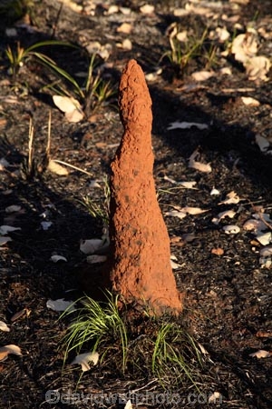ant-hill;ant-hills;anthill;anthills;Australasia;Australia;Cathedral-mounds;Katherine;N.T.;Northern-Territory;NT;termitaria;termite-colonies;termite-colony;termite-hill;termite-hills;termite-mound;termite-mounds;termite-nest;termite-nests;Top-End;Victoria-Highway