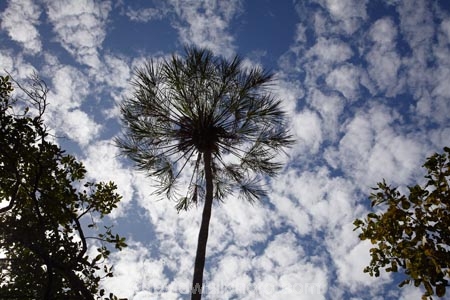 Australasia;Australia;Katherine;Katherine-Gorge;Katherine-Gorge-National-Park;N.T.;national-park;national-parks;Nitmiluk-N.P.;Nitmiluk-National-Park;Nitmiluk-NP;Northern-Territory;NT;palm;palm-tree;palm-trees;palms;Top-End