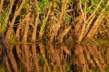 Australia;Australian;billabong;billabongs;calm;flood-plain;flood-plains;floodplain;floodplains;Gagadju;Gagudju-Dreaming;Kakadu;Kakadu-billabong;Kakadu-billabongs;Kakadu-flood-plain;Kakadu-flood-plains;Kakadu-floodplain;Kakadu-floodplains;Kakadu-N.P.;Kakadu-National-Park;Kakadu-NP;Kakadu-wetland;Kakadu-wetlands;N.T.;national-parks;Northern-Territory;NT;placid;quiet;reflection;reflections;serene;smooth;still;Top-End;tranquil;tree;trees;UN-world-heritage-area;UN-world-heritage-site;UNESCO-World-Heritage-area;UNESCO-World-Heritage-Site;united-nations-world-heritage-area;united-nations-world-heritage-site;water;wetland;wetlands;world-heritage;world-heritage-area;world-heritage-areas;World-Heritage-Park;World-Heritage-site;World-Heritage-Sites;Yellow-Water;Yellow-Water-Billabong;Yellow-Water-Wetland;Yellow-Water-Wetlands