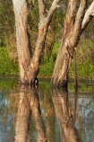 Australia;Australian;billabong;billabongs;calm;flood-plain;flood-plains;floodplain;floodplains;Gagadju;Gagudju-Dreaming;Kakadu;Kakadu-billabong;Kakadu-billabongs;Kakadu-flood-plain;Kakadu-flood-plains;Kakadu-floodplain;Kakadu-floodplains;Kakadu-N.P.;Kakadu-National-Park;Kakadu-NP;Kakadu-wetland;Kakadu-wetlands;N.T.;national-parks;Northern-Territory;NT;placid;quiet;reflection;reflections;serene;smooth;still;Top-End;tranquil;tree;trees;UN-world-heritage-area;UN-world-heritage-site;UNESCO-World-Heritage-area;UNESCO-World-Heritage-Site;united-nations-world-heritage-area;united-nations-world-heritage-site;water;wetland;wetlands;wilderness;wilderness-area;wilderness-areas;world-heritage;world-heritage-area;world-heritage-areas;World-Heritage-Park;World-Heritage-site;World-Heritage-Sites;Yellow-Water;Yellow-Water-Billabong;Yellow-Water-Wetland;Yellow-Water-Wetlands