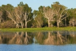 Australia;Australian;billabong;billabongs;calm;flood-plain;flood-plains;floodplain;floodplains;Gagadju;Gagudju-Dreaming;Kakadu;Kakadu-billabong;Kakadu-billabongs;Kakadu-flood-plain;Kakadu-flood-plains;Kakadu-floodplain;Kakadu-floodplains;Kakadu-N.P.;Kakadu-National-Park;Kakadu-NP;Kakadu-wetland;Kakadu-wetlands;N.T.;national-parks;Northern-Territory;NT;placid;quiet;reflection;reflections;serene;smooth;still;Top-End;tranquil;tree;trees;UN-world-heritage-area;UN-world-heritage-site;UNESCO-World-Heritage-area;UNESCO-World-Heritage-Site;united-nations-world-heritage-area;united-nations-world-heritage-site;water;wetland;wetlands;wilderness;wilderness-area;wilderness-areas;world-heritage;world-heritage-area;world-heritage-areas;World-Heritage-Park;World-Heritage-site;World-Heritage-Sites;Yellow-Water;Yellow-Water-Billabong;Yellow-Water-Wetland;Yellow-Water-Wetlands