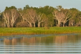 Australia;Australian;billabong;billabongs;calm;flood-plain;flood-plains;floodplain;floodplains;Gagadju;Gagudju-Dreaming;Kakadu;Kakadu-billabong;Kakadu-billabongs;Kakadu-flood-plain;Kakadu-flood-plains;Kakadu-floodplain;Kakadu-floodplains;Kakadu-N.P.;Kakadu-National-Park;Kakadu-NP;Kakadu-wetland;Kakadu-wetlands;N.T.;national-parks;Northern-Territory;NT;placid;quiet;reflection;reflections;serene;smooth;still;Top-End;tranquil;tree;trees;UN-world-heritage-area;UN-world-heritage-site;UNESCO-World-Heritage-area;UNESCO-World-Heritage-Site;united-nations-world-heritage-area;united-nations-world-heritage-site;water;wetland;wetlands;wilderness;wilderness-area;wilderness-areas;world-heritage;world-heritage-area;world-heritage-areas;World-Heritage-Park;World-Heritage-site;World-Heritage-Sites;Yellow-Water;Yellow-Water-Billabong;Yellow-Water-Wetland;Yellow-Water-Wetlands
